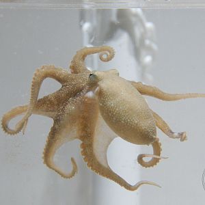 Amphioctopus fangsiao
