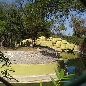 White tiger enclosure