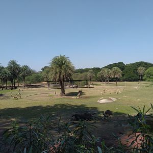 Mix species enclosure