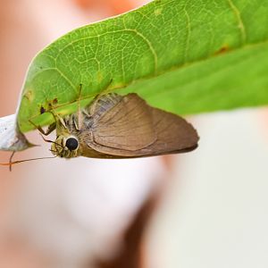 Narrow-winged Awl, Badamia exclamationis