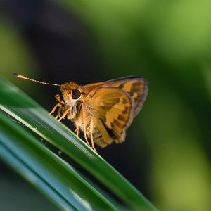 Swamp Darter, Arrhenes marnas