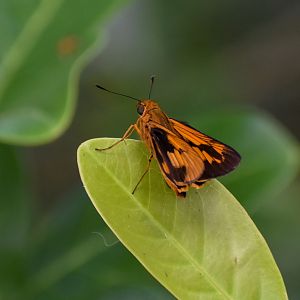 Orange Palm-Dart, Cephrenes augiades