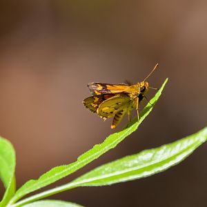 Orange Grass-Dart, Ocybadistes ardea