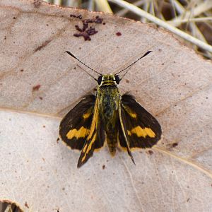 Narrow-brand Grass-Dart, Ocybadistes flavovittatus