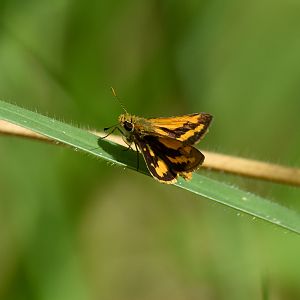 Green Grass-Dart, Ocybadistes walkeri