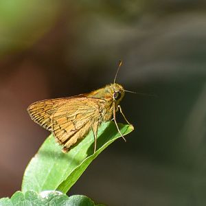 Pale-orange Darter, Telicota colon