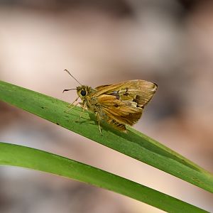 Orange Ochre, Trapezites eliena