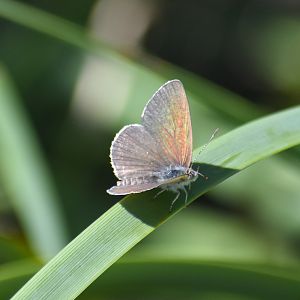 Small Dusky-Blue, Erina erina
