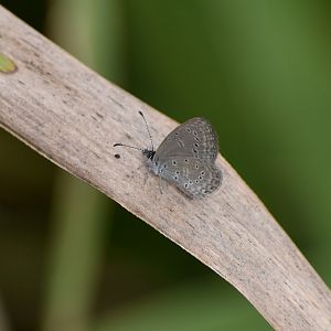 Dainty Grass-Blue, Zizula hylax