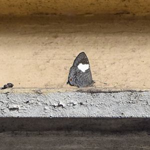 Hairy Line-Blue, Erysichton lineatus