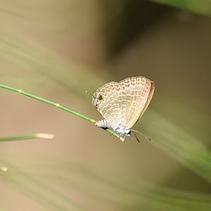 Large Purple Line-Blue, Nacaduba berenice