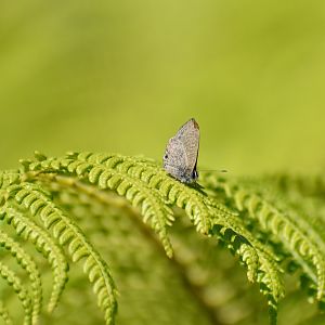 Purple Line-Blue, Prosotas dubiosa