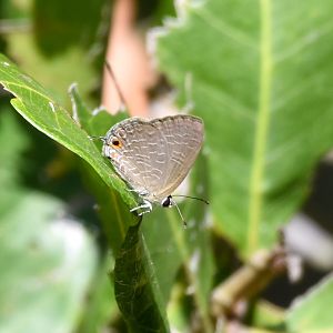 Purple Cerulean, Jamides phaseli