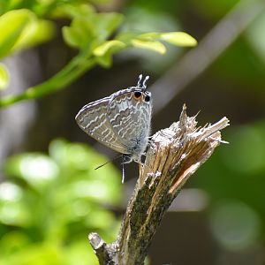 Cycad Blue, Theclinesthes onycha