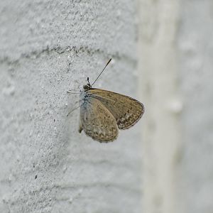 Common Grass-Blue, Zizina otis