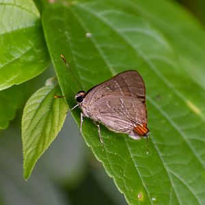 Bright Cornelian, Deudorix diovis