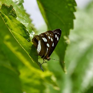 White-banded Plane, Phaedyma shepherdi