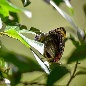 Jezebel Nymph, Mynes geoffroyi