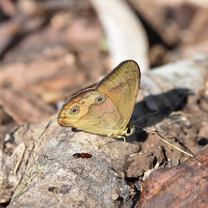 Brown Ringlet, Hypocysta metirius