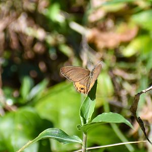 Grey Ringlet, Hypocysta pseudirius