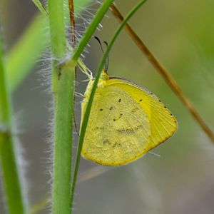 No-brand Grass-Yellow, Eurema brigitta