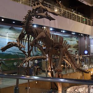 Tsintaosaurus spinorhinus, Holotype (IVPP V725)