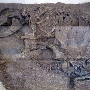 Repenomamus giganticus, Holotype (IVPP V14155)