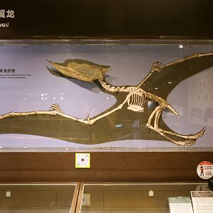 Dsungaripterus weii, Holotype (IVPP V2776)