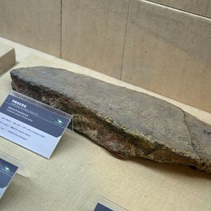 Wuerhosaurus homheni Plate, Holotype (IVPP V4006)