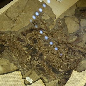 Sinornithosaurus millenii, Holotype (IVPP V12811)