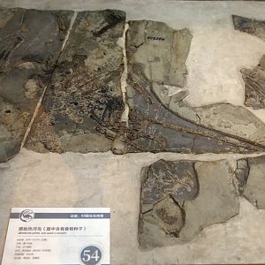 Jeholornis prima, Holotype (IVPP V13274)