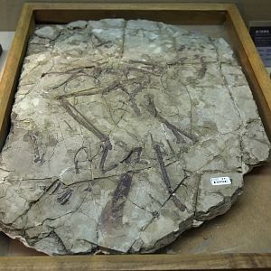 Sapeornis chaoyangensis, Holotype (IVPP V12698)