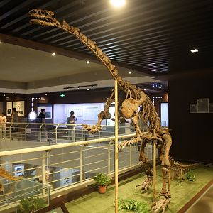 Lufengosaurus huenei, Holotype (IVPP V15)