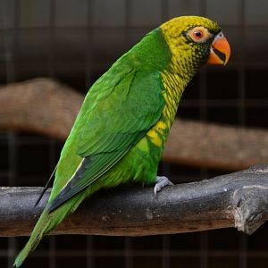 Sula lorikeet (Saudareos flavoviridis)