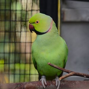 African ring-necked parakeet (Psittacula krameri krameri)