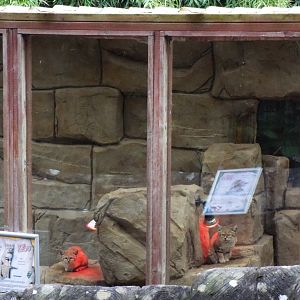 Sand Cat Pair, Exmoor Z00