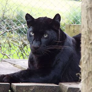 Female Black Leopard, Exmoor Zoo
