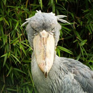 Female Shoebill, Exmoor Zoo