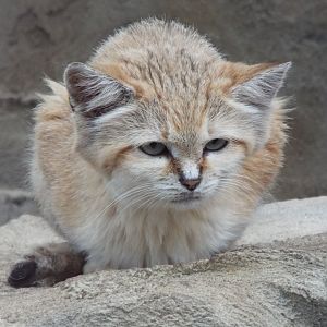 Female Sand Cat, Exmoor Zoo