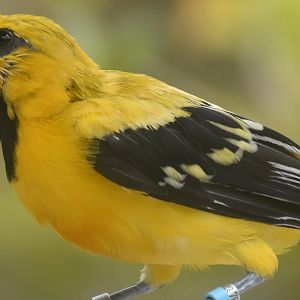 Yellow Oriole (Icterus nigrogularis)