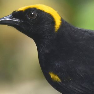 Moriche Oriole (Icterus cayanensis chrysocephalus)