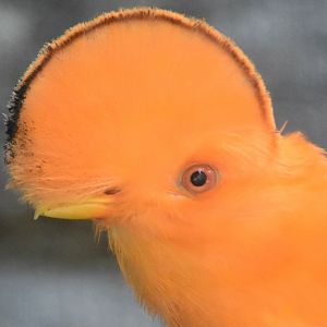 Guianan Cock-of-The-Rock (Rupicola rupicola)