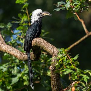 Western long-tailed hornbill (Horizocerus albocristatus)