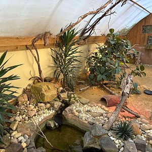 Argentinian Black and White Tegu