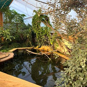 Alligator snapping turtle exhibit
