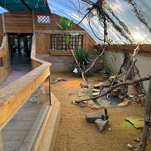 Tortoises and Bearded dragon exhibit