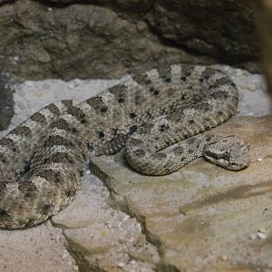 Sidewinder Rattlesnake (Crotalus cerastes)