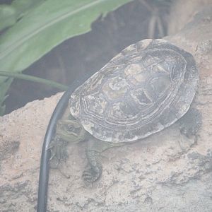 Turtle sp. in the Greenhouse