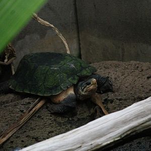 Malayan Flat-shelled Turtle (Notochelys platynota)
