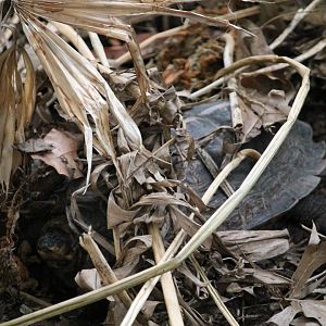 Turtle sp. in greenhouse
